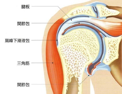 肩関節解剖図.jpg